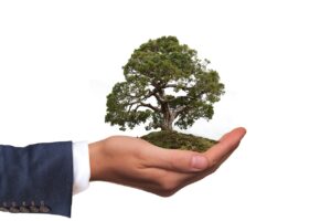 Verantwortung symbolisiert durch Baum in Hand