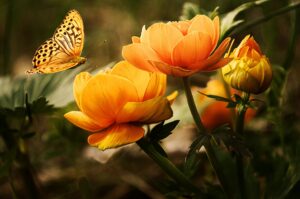 Blumen mit Schmetterling