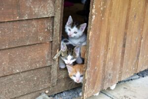 Katzenbabies